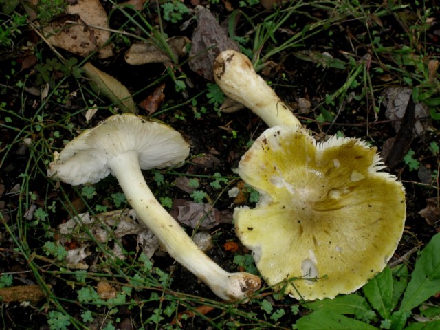 Tricholoma sejunctum (Sow.:Fr.)Quélet, non ss Lange